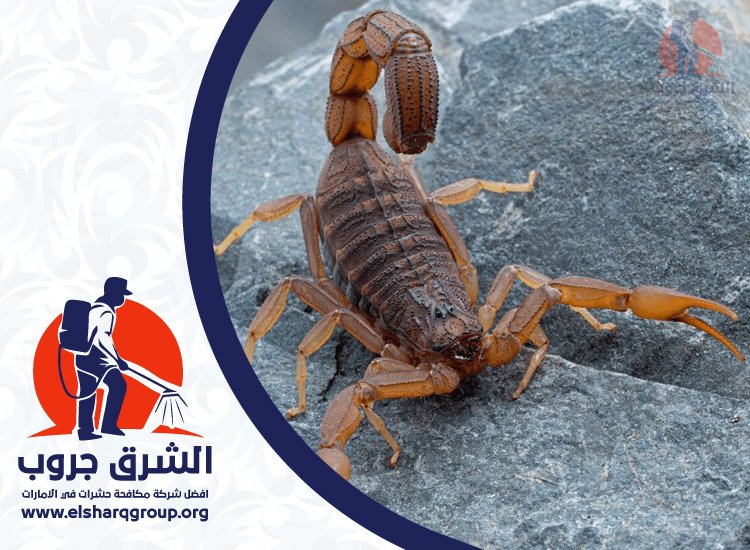 شركة مكافحة العقارب في دبي 4 شركة مكافحة العقارب في دبي