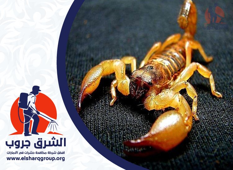 شركة مكافحة العقارب في دبي 9 شركة مكافحة العقارب في دبي