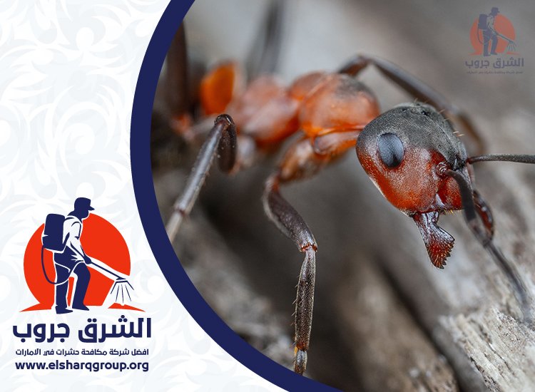 شركة مكافحة النمل في دبي 6 مكافحة النمل في المطاعم والمكاتب والمخازن بدبي