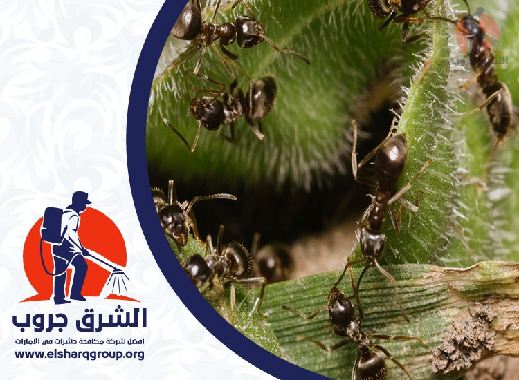 شركة مكافحة النمل في دبي 5 الفرق بين النمل المنزلي والنمل الأبيض