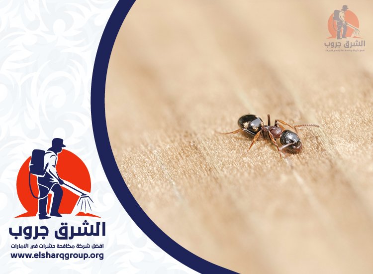 شركة مكافحة النمل في دبي 7 نصائح لمنع عودة النمل بعد المكافحة