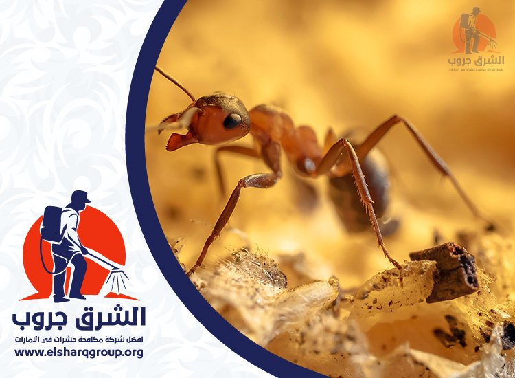 شركة مكافحة النمل في دبي 3 شركة مكافحة النمل في دبي