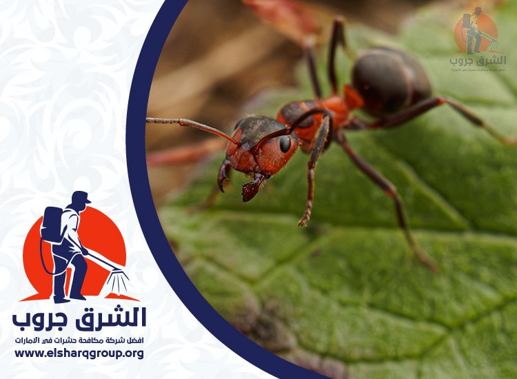 شركة مكافحة النمل في دبي 4 مكافحة النمل في الفلل والحدائق بدبي
