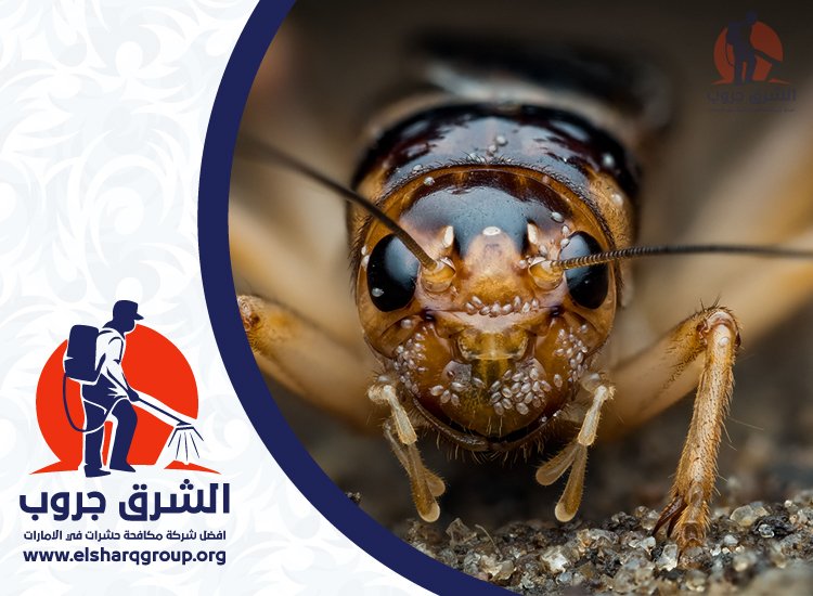 شركة مكافحة الصراصير في دبي 3 شركة مكافحة الصراصير في دبي