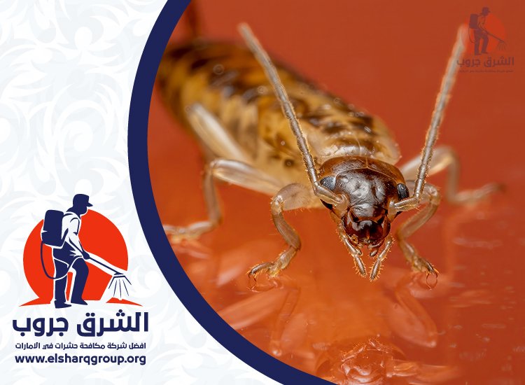 شركة مكافحة الصراصير في دبي 4 علامات تدل على انتشار الصراصير داخل المنزل