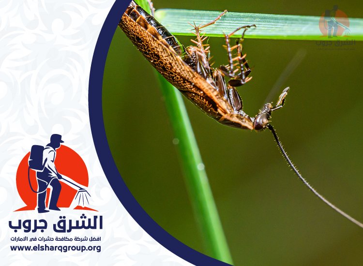 شركة مكافحة الصراصير في دبي 5 مكافحة الصراصير في الفلل والحدائق بدبي