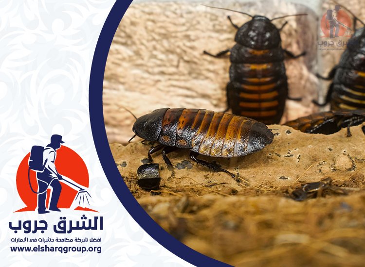 شركة مكافحة الصراصير في دبي 6 مكافحة الصراصير في المطاعم والمطابخ التجارية