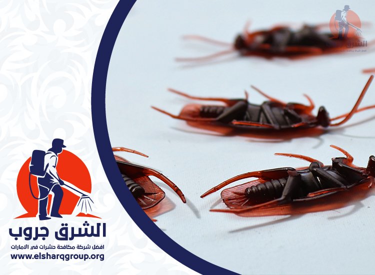 شركة مكافحة الصراصير في دبي 7 تجهيز المنزل قبل زيارة شركة مكافحة الصراصير في دبي
