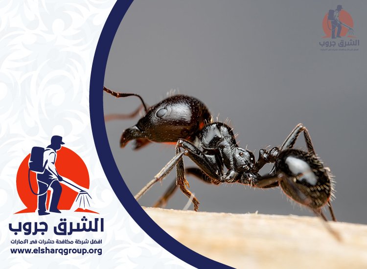 شركة مكافحة الرمة في دبي 3 شركة مكافحة الرمة في دبي