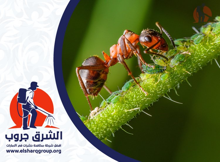 شركة مكافحة الرمة في دبي 4 مكافحة الرمة في الفلل والحدائق بدبي