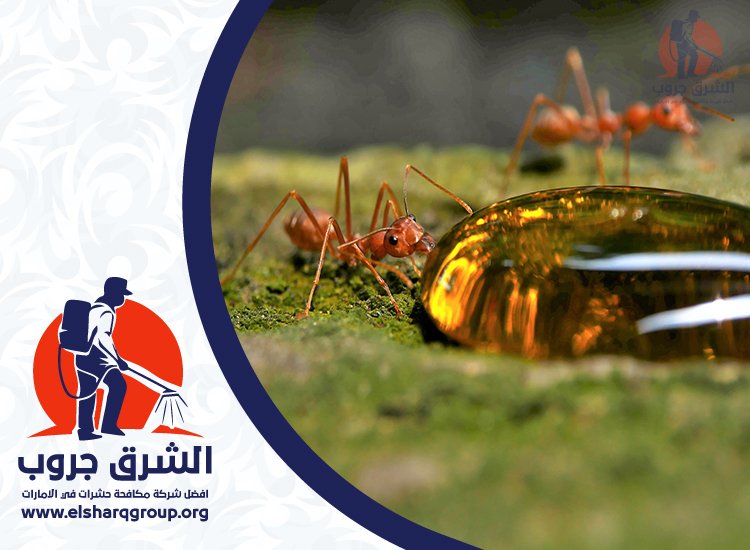 شركة مكافحة الرمة في دبي 5 شركة مكافحة الرمة في دبي للمباني التجارية والمستودعات
