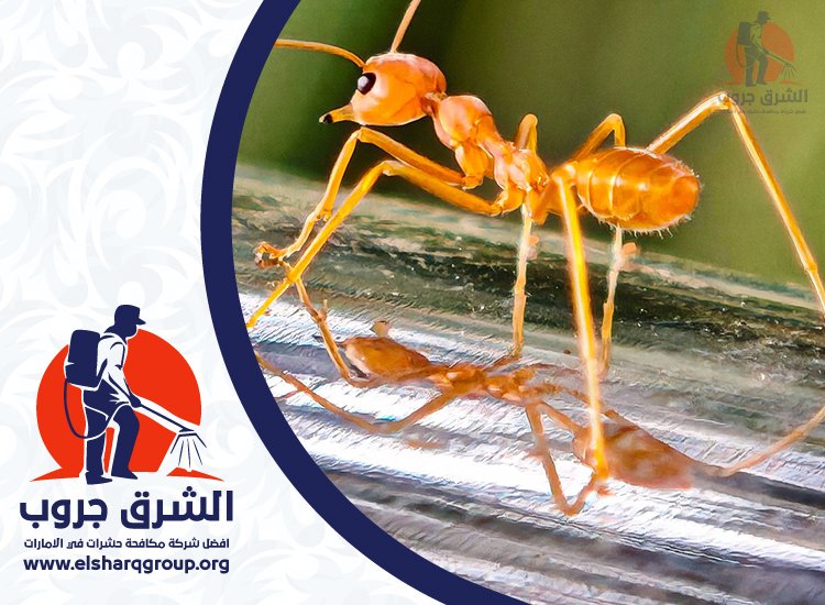 شركة مكافحة الرمة في دبي 6 الفرق بين الرمة والنمل الأسود المنزلي