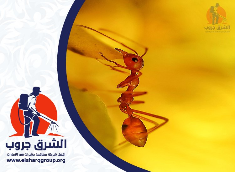 شركة مكافحة النمل في الشارقة 3 شركة مكافحة النمل في الشارقة