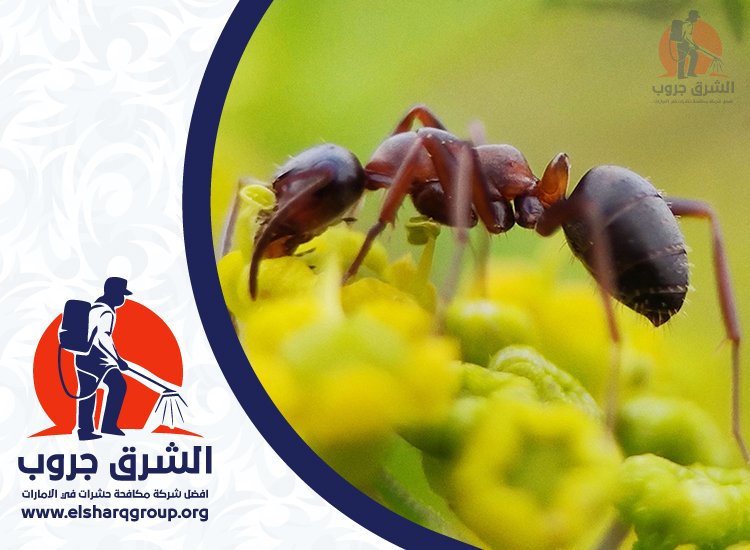 شركة مكافحة النمل في الشارقة 4 أنواع النمل التي قد تظهر في الشارقة