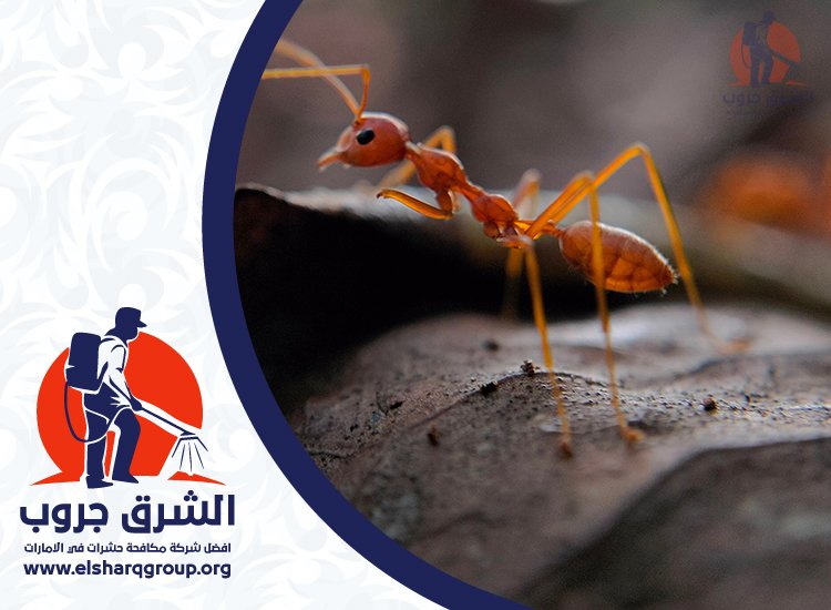 شركة مكافحة النمل في الشارقة 5 طرق مكافحة النمل في الشارقة