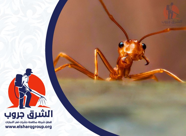 شركة مكافحة النمل في الشارقة 6 مكافحة النمل في المطاعم والمخازن والمنشآت التجارية
