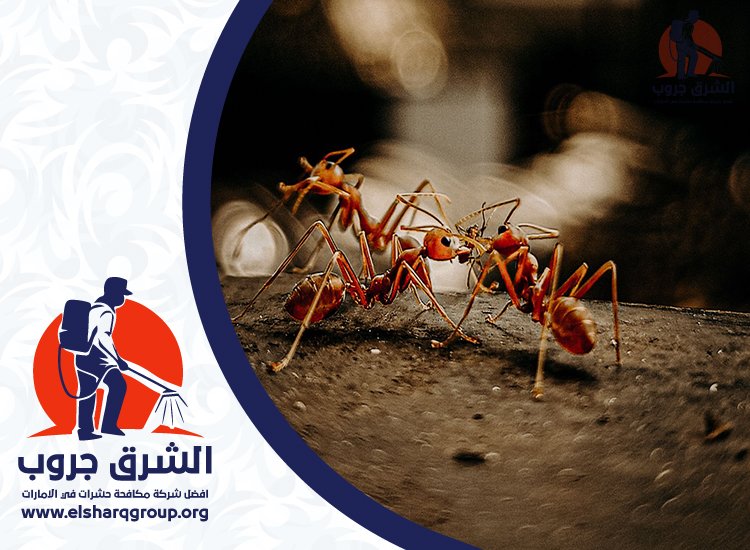 شركة مكافحة النمل في الشارقة 7 مناطق تقديم خدمات مكافحة النمل في الشارقة