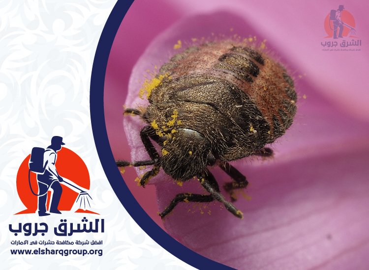شركة مكافحة بق الفراش في الشارقة 3 شركة مكافحة بق الفراش في الشارقة