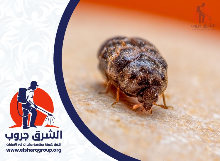 شركة مكافحة بق الفراش في الشارقة 5 أسباب انتشار بق الفراش في منازل الشارقة