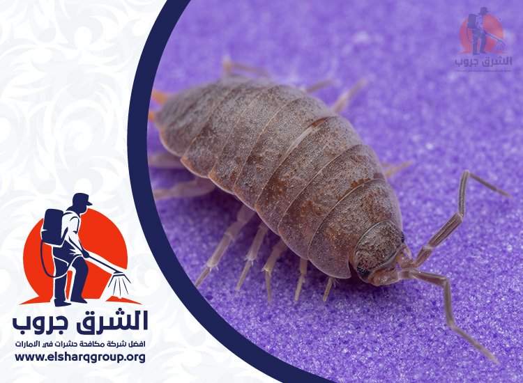 شركة مكافحة بق الفراش في الشارقة 6 الفرق بين المكافحة المنزلية والاستعانة بشركة متخصصة