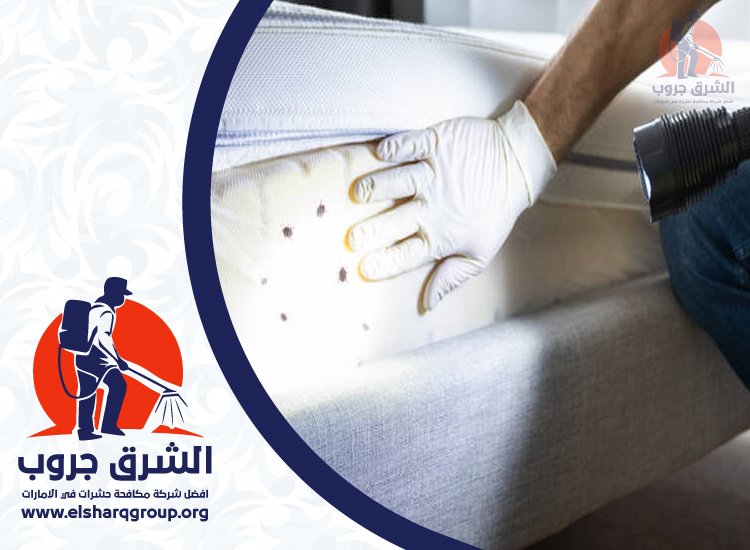 شركة مكافحة بق الفراش في دبي 3 شركة مكافحة بق الفراش في دبي