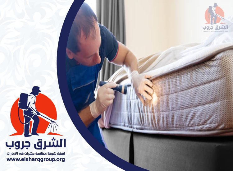 شركة مكافحة بق الفراش في دبي 4 مكافحة بق الفراش في الشقق السكنية