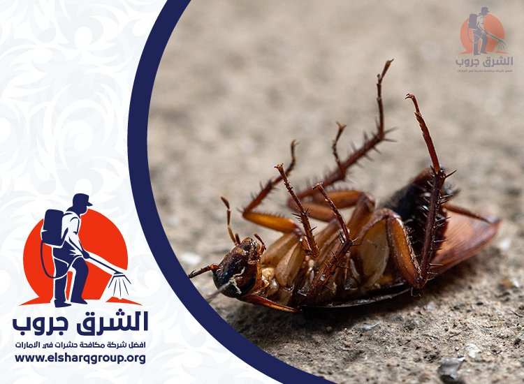 شركة مكافحة حشرات في دبي 4 مكافحة الصراصير