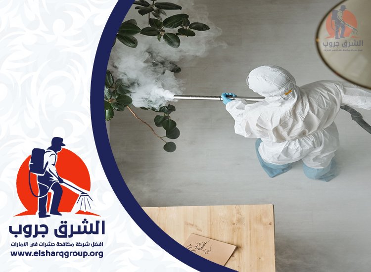شركة مكافحة حشرات في دبي 6 مكافحة الحشرات في الشقق والفلل بدبي