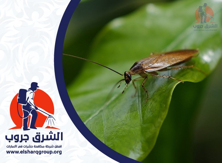 شركة مكافحة صراصير في دبي 3 شركة مكافحة صراصير في دبي