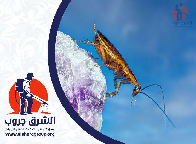 شركة مكافحة صراصير في دبي 7 خدمات مكافحة الصراصير في الإمارات الأخرى