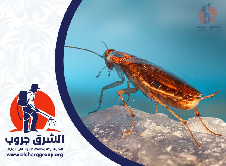 شركة مكافحة صراصير في دبي 6 مناطق مكافحة الصراصير في دبي