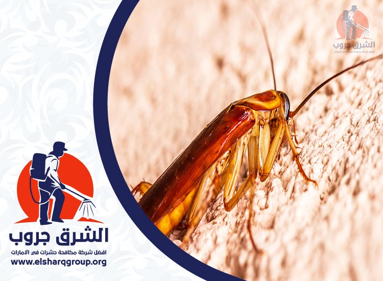 شركة مكافحة صراصير في دبي 5 مكافحة صراصير المطبخ والحمام في دبي