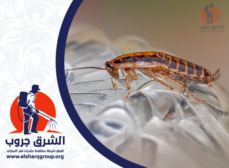شركة مكافحة صراصير في دبي 4 أسباب انتشار الصراصير داخل المنازل في دبي