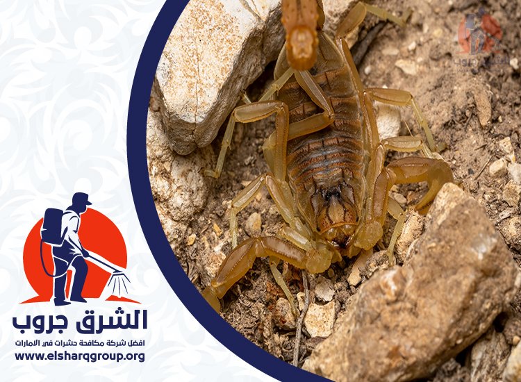 شركة مكافحة العقارب في دبي 3 شركة مكافحة العقارب في دبي