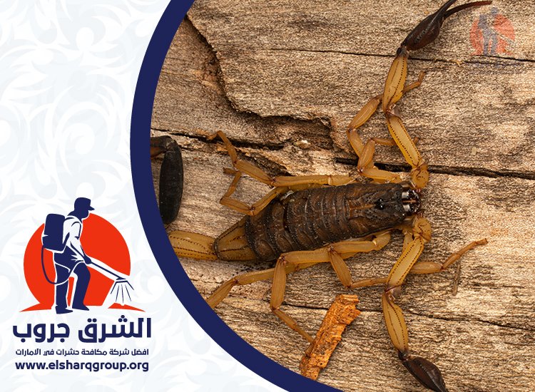 شركة مكافحة العقارب في دبي 4 طرق مكافحة العقارب في دبي