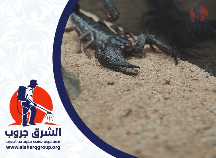 شركة مكافحة العقارب في دبي 5 مكافحة العقارب في الحدائق والمناطق الخارجية