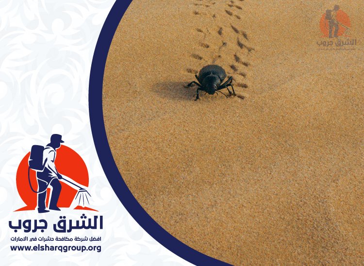 شركة مكافحة العقارب في دبي 6 مناطق تقديم خدمات مكافحة العقارب في دبي