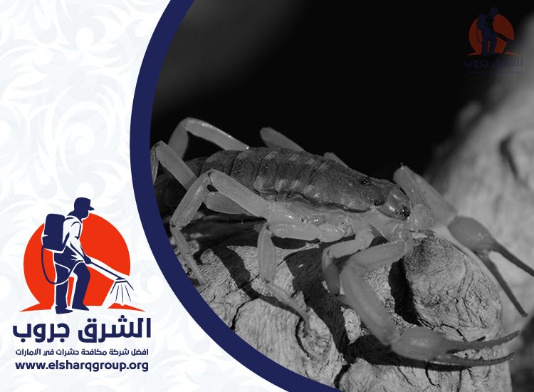 شركة مكافحة العقارب في دبي 7 نصائح لحماية المنزل من العقارب بعد المكافحة