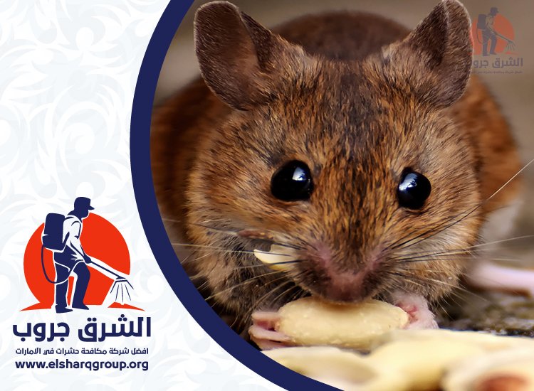 شركة مكافحة الفئران في دبي 3 شركة مكافحة الفئران في دبي