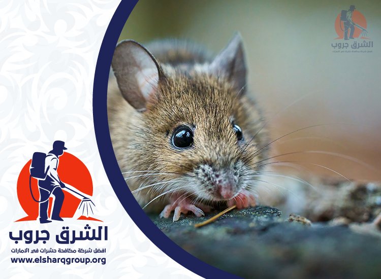 شركة مكافحة الفئران في دبي 4 مكافحة الفئران في الفلل والحدائق بدبي