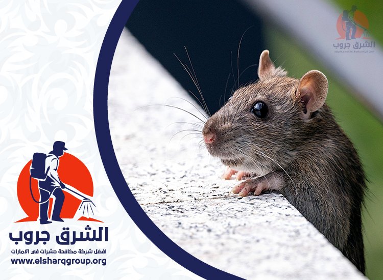 شركة مكافحة الفئران في دبي 5 طرق مكافحة الفئران والجرذان في دبي