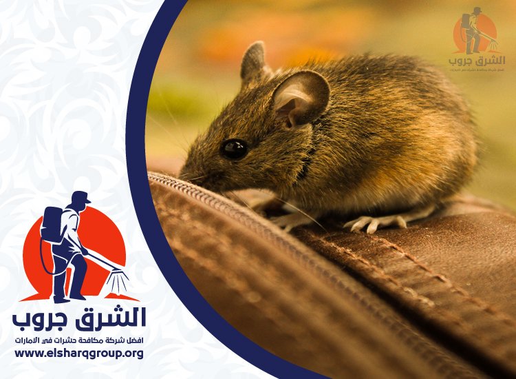 شركة مكافحة الفئران في دبي 6 أسباب انتشار الفئران في المباني السكنية بدبي
