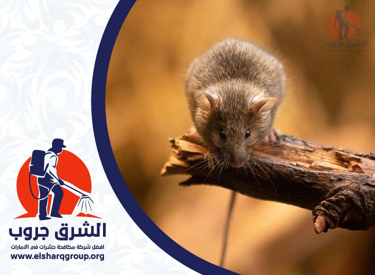 شركة مكافحة الفئران في دبي 7 نصائح لمنع عودة الفئران بعد المكافحة
