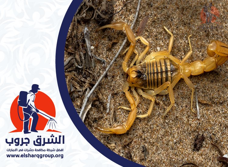 شركة مكافحة العقارب في الشارقة 5 مكافحة العقارب في الشارقة دون تعريض الأطفال والحيوانات الأليفة للخطر