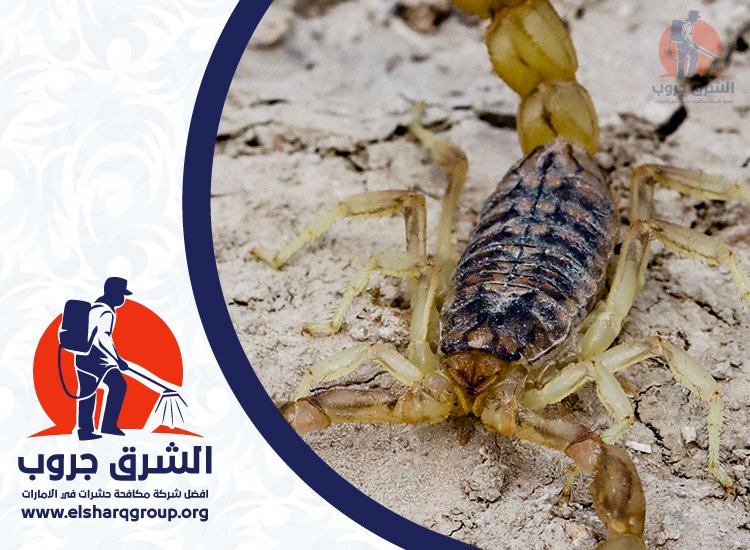 شركة مكافحة العقارب في الشارقة 6 شركة مكافحة العقارب والثعابين في الشارقة