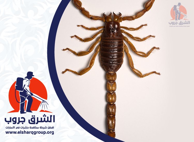 شركة مكافحة العقارب في الشارقة 7 مكافحة العقارب في المستودعات والمنشآت التجارية